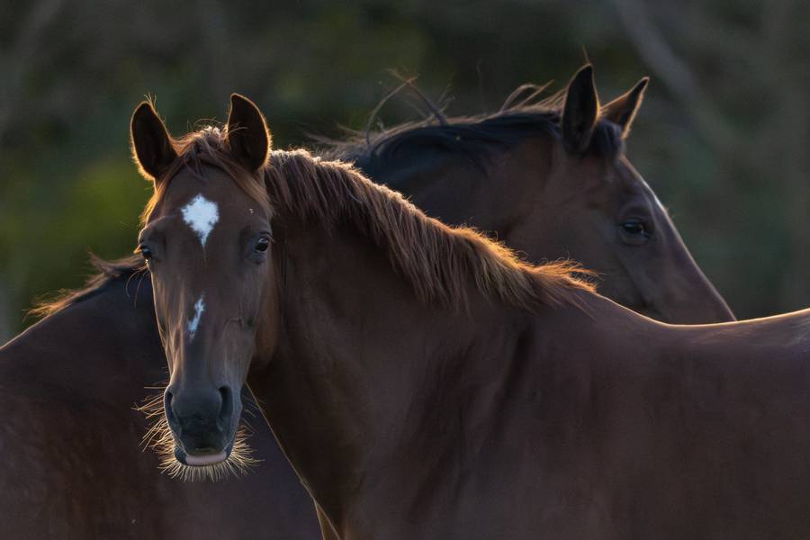 Horse